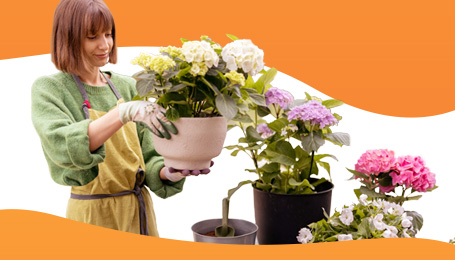 Hortenzijų sodinimas. Kaip išauginti įspūdingą sodo puošmeną?